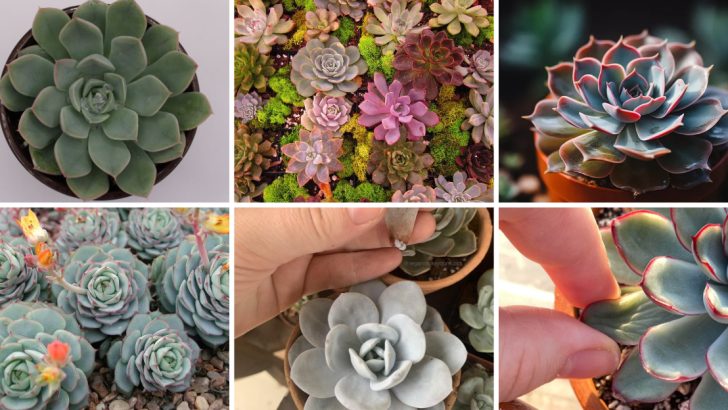 12 Fascinating Facts About Echeveria ‘Rainbow’ The Color-Changing Succulent