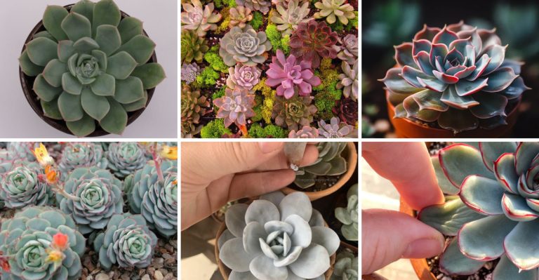 12 Fascinating Facts About Echeveria ‘Rainbow’ The Color-Changing Succulent