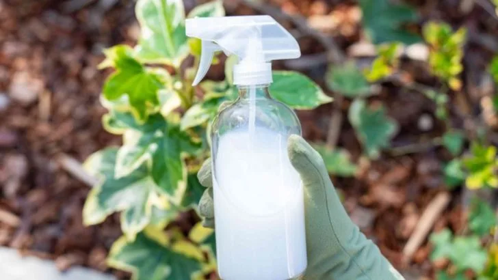 11 Incredible Benefits of Using Milk in Your Garden