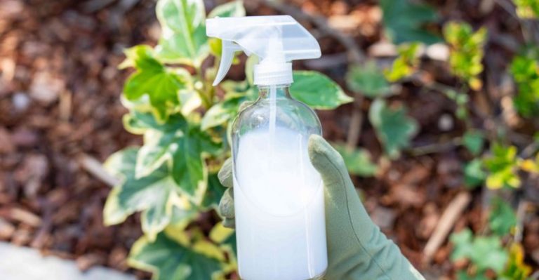 11 Incredible Benefits of Using Milk in Your Garden