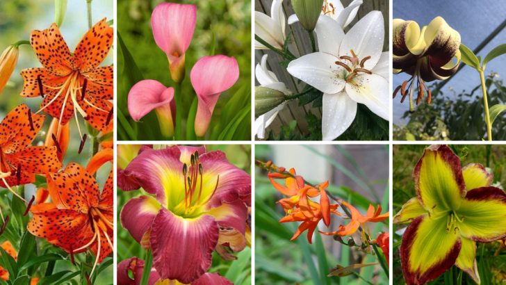 12 Lilies That Attract Hummingbirds (And One That Won’t)