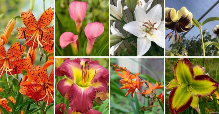 12 Lilies That Attract Hummingbirds (And One That Won’t)