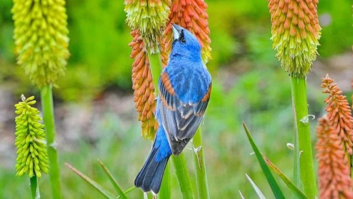 12 Plants That Attract Unique Wildlife You Won’t Find Anywhere Else