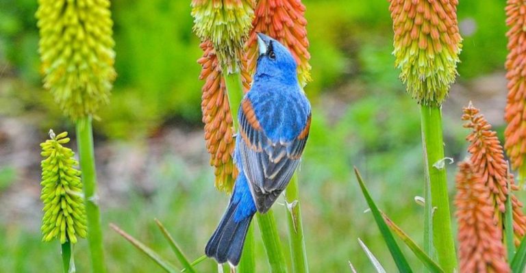 12 Plants That Attract Unique Wildlife You Won’t Find Anywhere Else