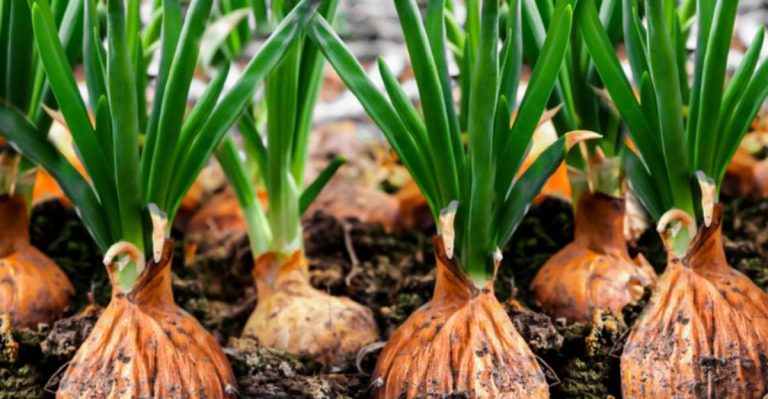 12 Plants That Can Predict the Weather Before It Happens