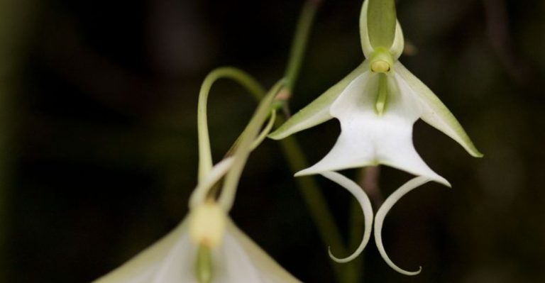 12 Rare Flowers That Are Almost Impossible to Find