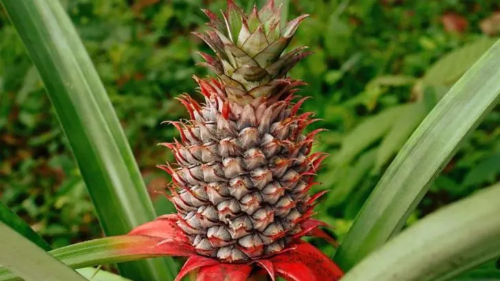 12 Remarkable Plants Once Exchanged Between Royal Families