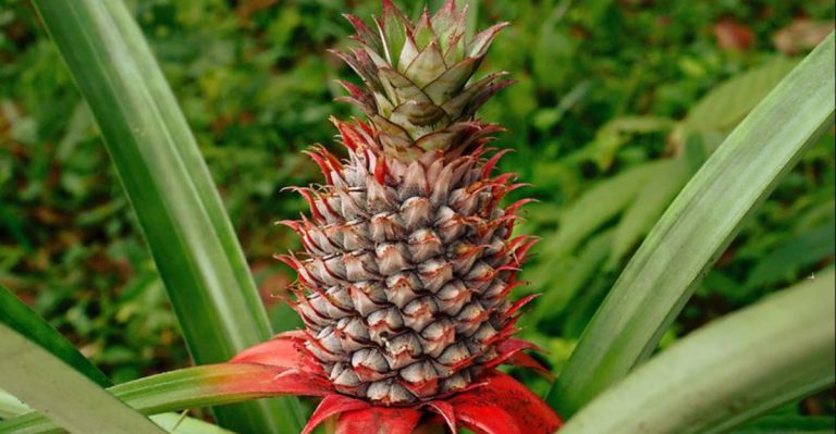 12 Remarkable Plants Once Exchanged Between Royal Families