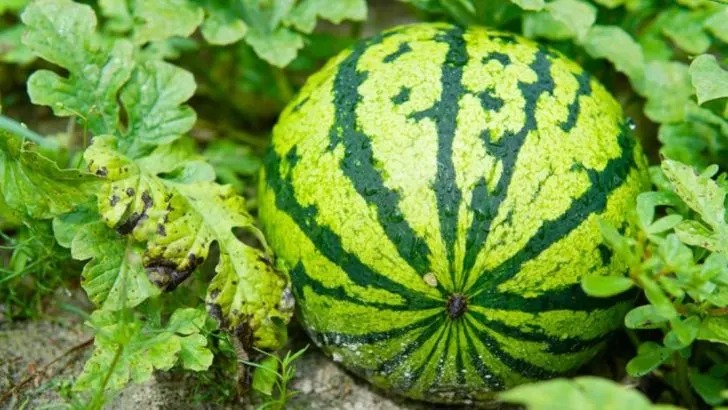 12 Steps to Grow Juicy Watermelon (And What Not to Do)