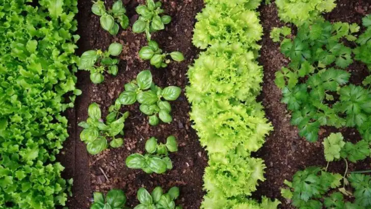 12 Tips for Gardening All Year Round and Maximizing Your Harvest