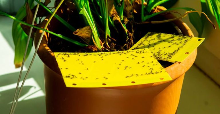 12 Ways to Stop Fungus Gnats From Ruining Your Seedlings & Houseplants