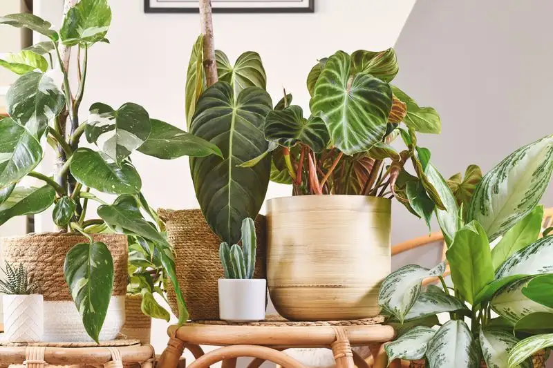 12. Group Plants for Aesthetic and Health
