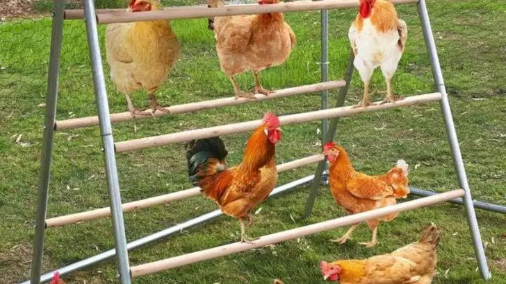 13 Chicken Roosting Bar Ideas That Will Keep Your Flock Happy & Healthy