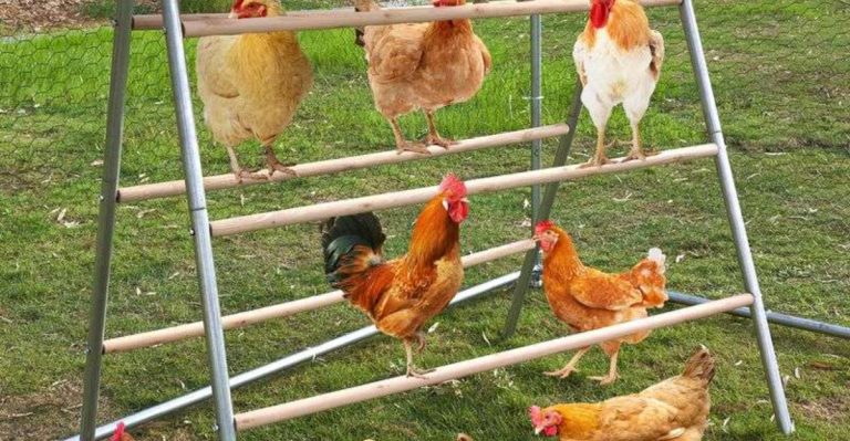 13 Chicken Roosting Bar Ideas That Will Keep Your Flock Happy & Healthy