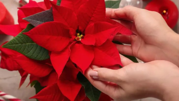 13 Fascinating Poinsettia Facts You Should Know