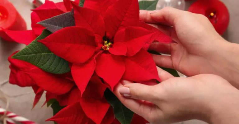 13 Fascinating Poinsettia Facts You Should Know