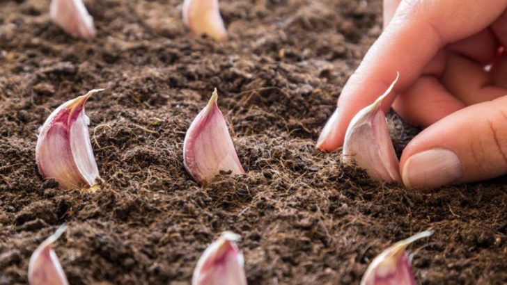 13 Garlic-Growing Tips to Guarantee a Lifetime Supply