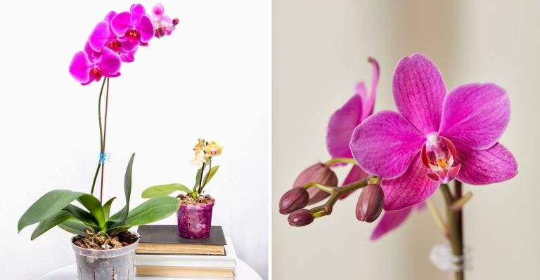 13 Orchid Care Rules You Can’t Ignore, What They Love and What They Hate