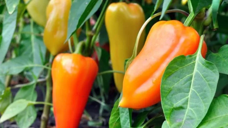 13 Pepper Growing Mistakes to Avoid