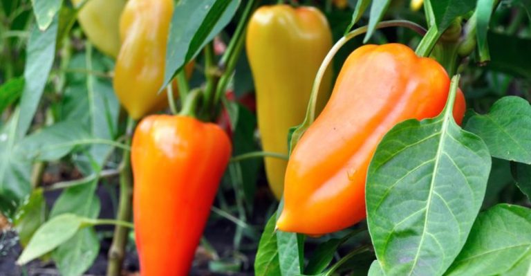 13 Pepper Growing Mistakes to Avoid