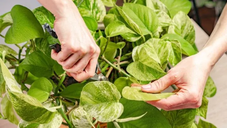 13 Pothos Pruning Tips to Make Your Plant Grow Faster and Fuller