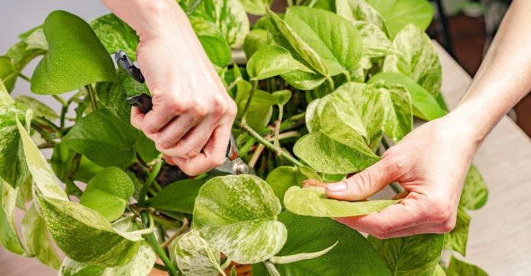 13 Pothos Pruning Tips to Make Your Plant Grow Faster and Fuller