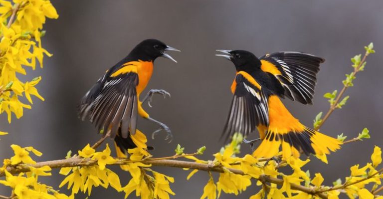13 Proven Tips to Attract Orioles to Your Garden