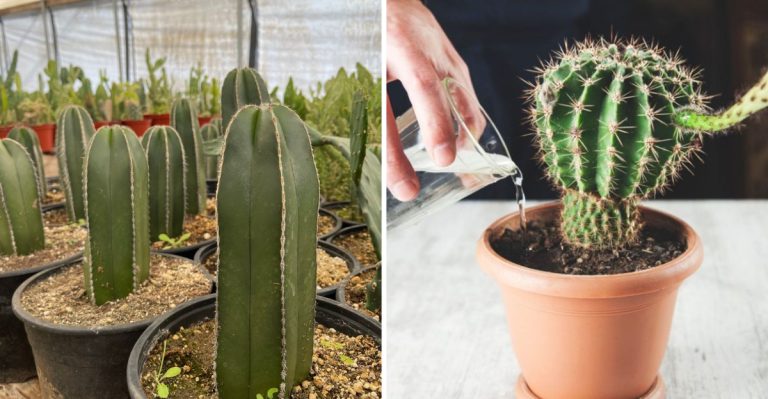 13 Reasons Your Cactus Is Turning Yellow (And How to Fix It)