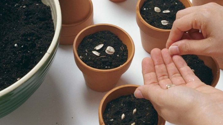 13 Secrets to Growing Faster, Healthier Seedlings Every Time