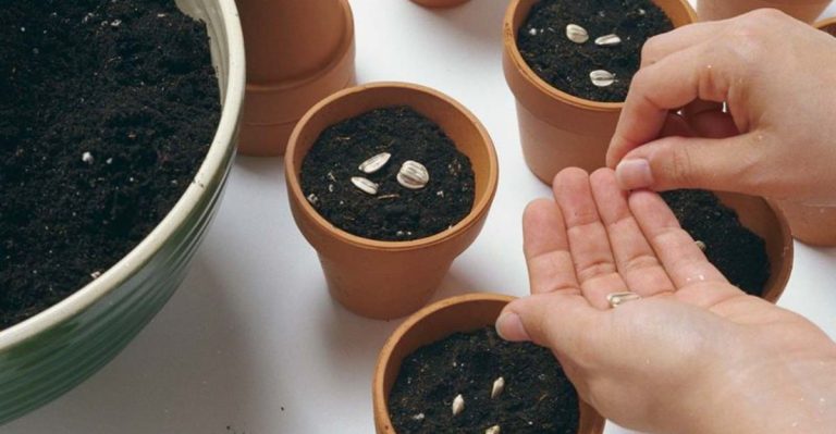 13 Secrets to Growing Faster, Healthier Seedlings Every Time