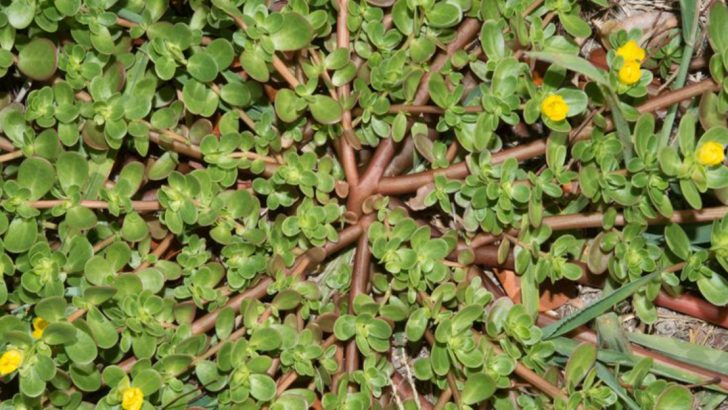 13 Surprisingly Useful Weeds You Shouldn’t Pull from Your Garden