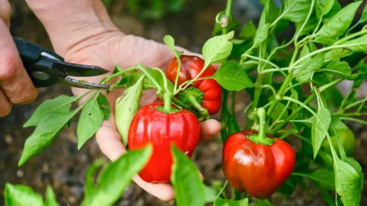 13 Things Every Gardener Should Know Before Growing Hot Peppers