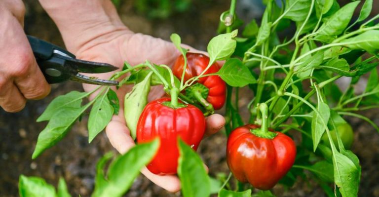 13 Things Every Gardener Should Know Before Growing Hot Peppers
