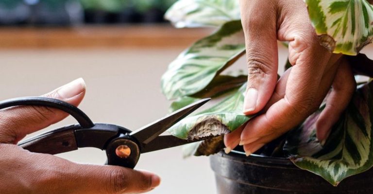 13 Things to Try Before You Give Up on That Old, Overgrown Plant