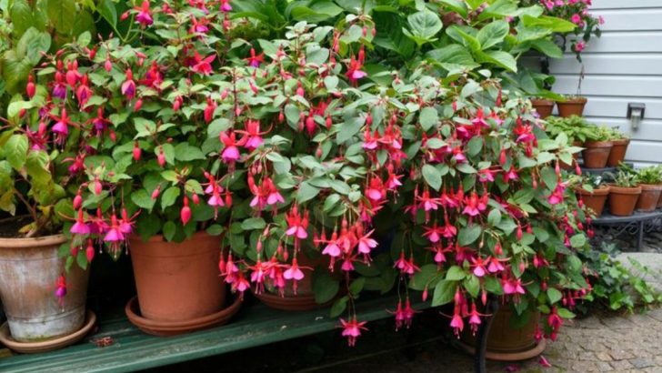 13 Tips for Growing Fuchsia Plants That Flourish in the Shade