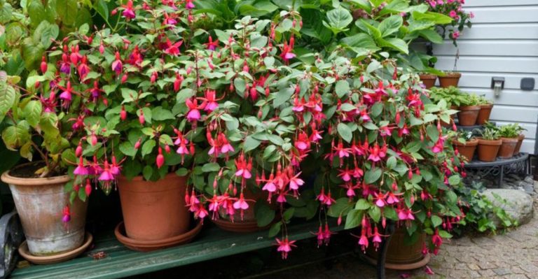 tips-for-growing-fuchsia-plants-that-flourish-in-the-shade
