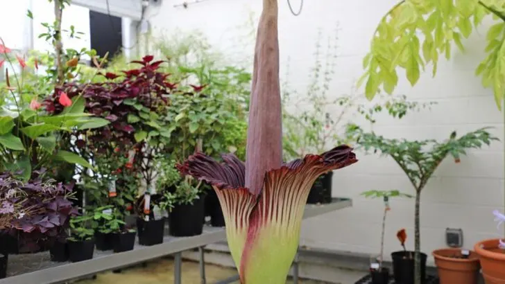 13 Unique Plants That Smell Like Unexpected Things