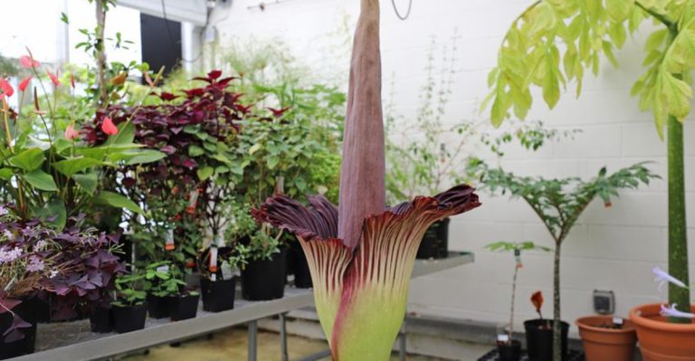 13 Unique Plants That Smell Like Unexpected Things