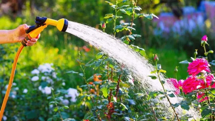13 Ways to Help Your Plants Survive a Brutal Heatwave