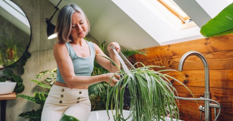 14 Air-Purifying Plants That Will Improve Your Indoor Air Quality