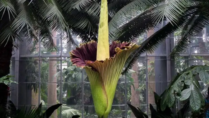 14 Bizarre Plants That Look Like Something from Another Planet