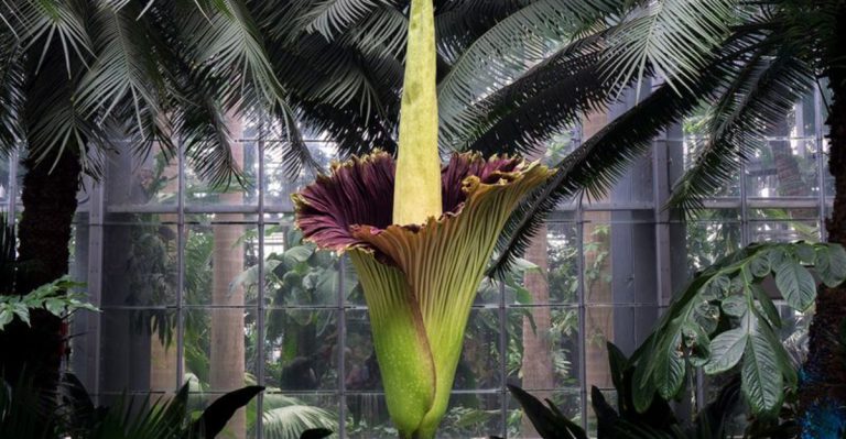 14 Bizarre Plants That Look Like Something from Another Planet
