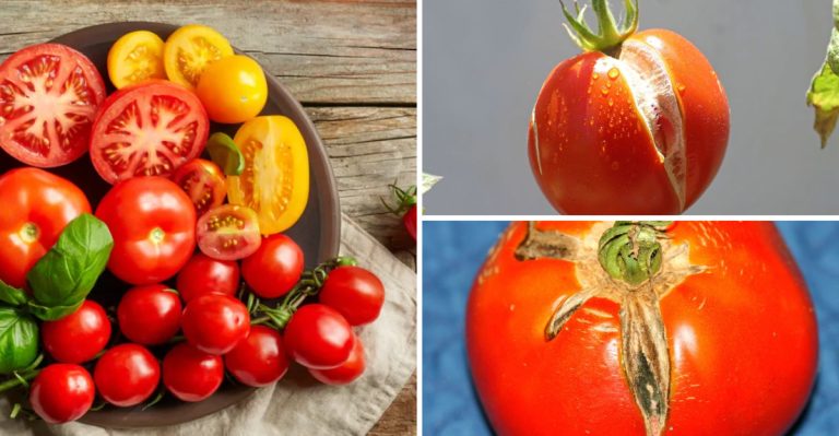 14 Clear Signs You’re Overwatering Your Tomato Plants