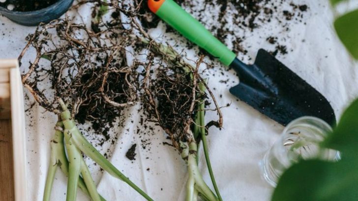 14 Common Spring Gardening Myths You Need to Stop Believing