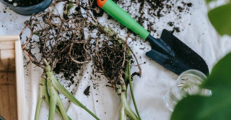14 Common Spring Gardening Myths You Need to Stop Believing