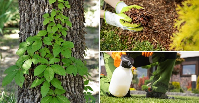 14 Effective Ways to Eliminate Virginia Creeper for Good