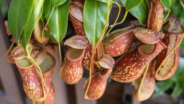 14 Enigmatic Plants with Strange and Unexplained Growth Patterns