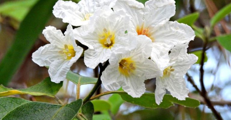 14 Growing Tips for a Drought-Tolerant and Beautiful Texas Olive (Cordia)