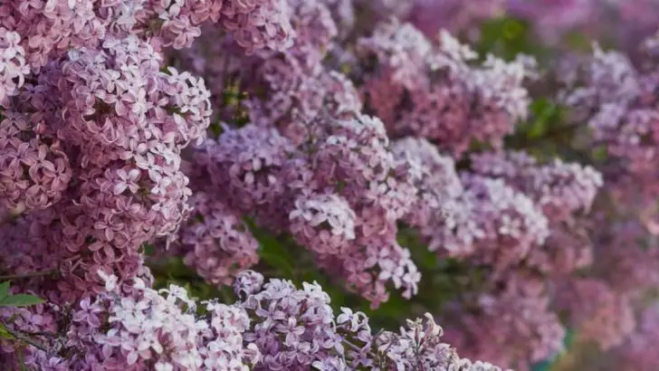 14 Mistakes to Avoid When Growing Lilacs in Your Spring Garden