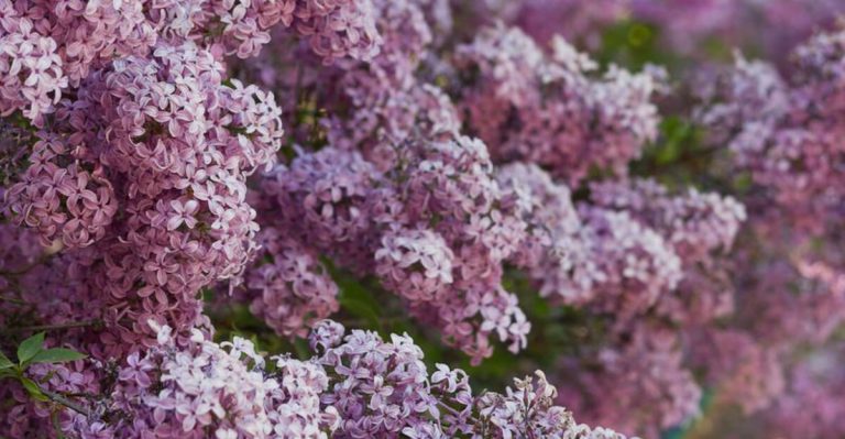 14 Mistakes to Avoid When Growing Lilacs in Your Spring Garden